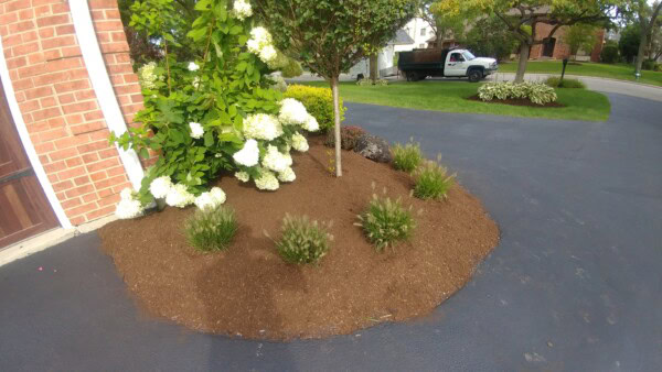 A small mulched garden bed with green shrubs, white flowers, and a young tree sits next to a brick house, bordered by a paved driveway.