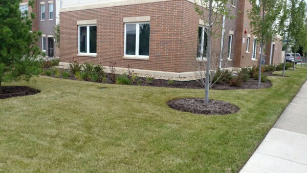 A well-kept lawn with small trees and shrubs beside a brick building with large windows. A sidewalk runs alongside the grass.