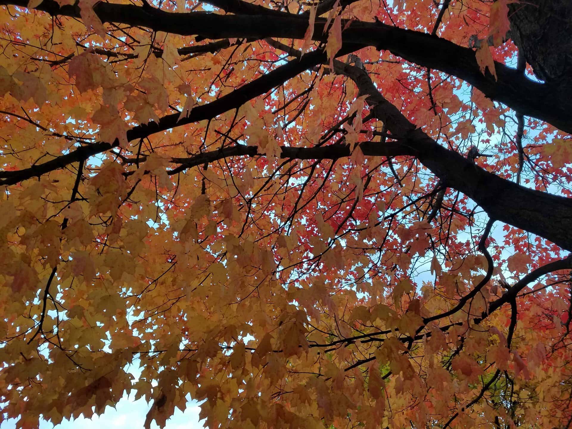 Tree branches filled with vibrant orange and red autumn leaves with patches of blue sky peeking through the foliage.