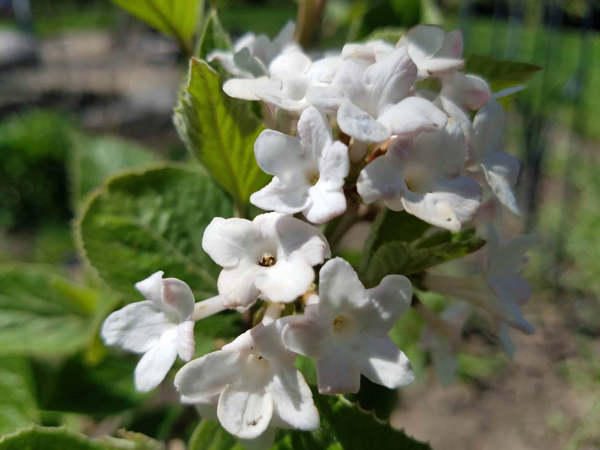 Cluster of small, white flowers with soft petals and green leaves in the background, illuminated by sunlight in an outdoor garden setting.