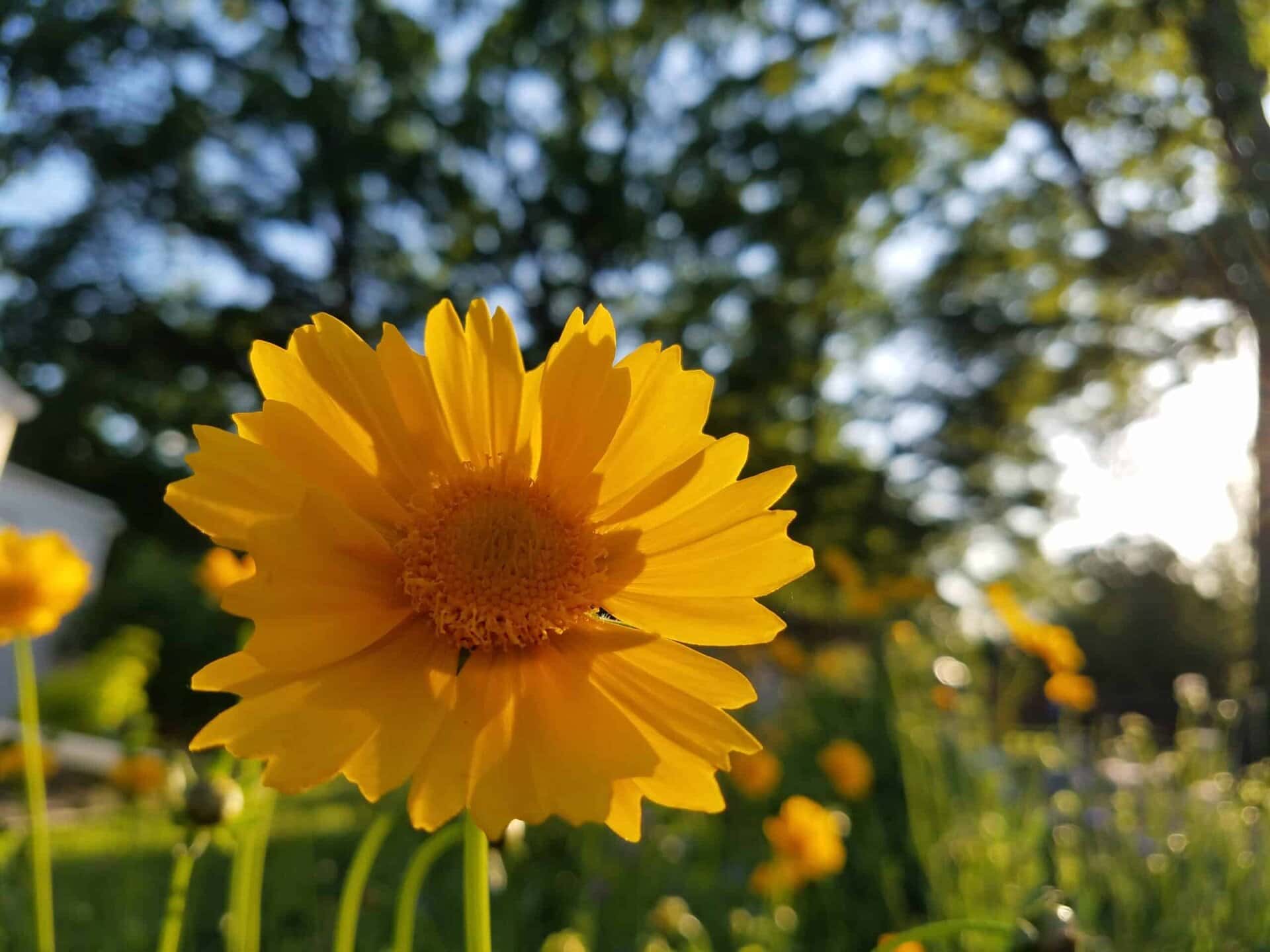 A close-up of a bright yellow flower in a sunlit garden, with green stems and blurred trees in the background.