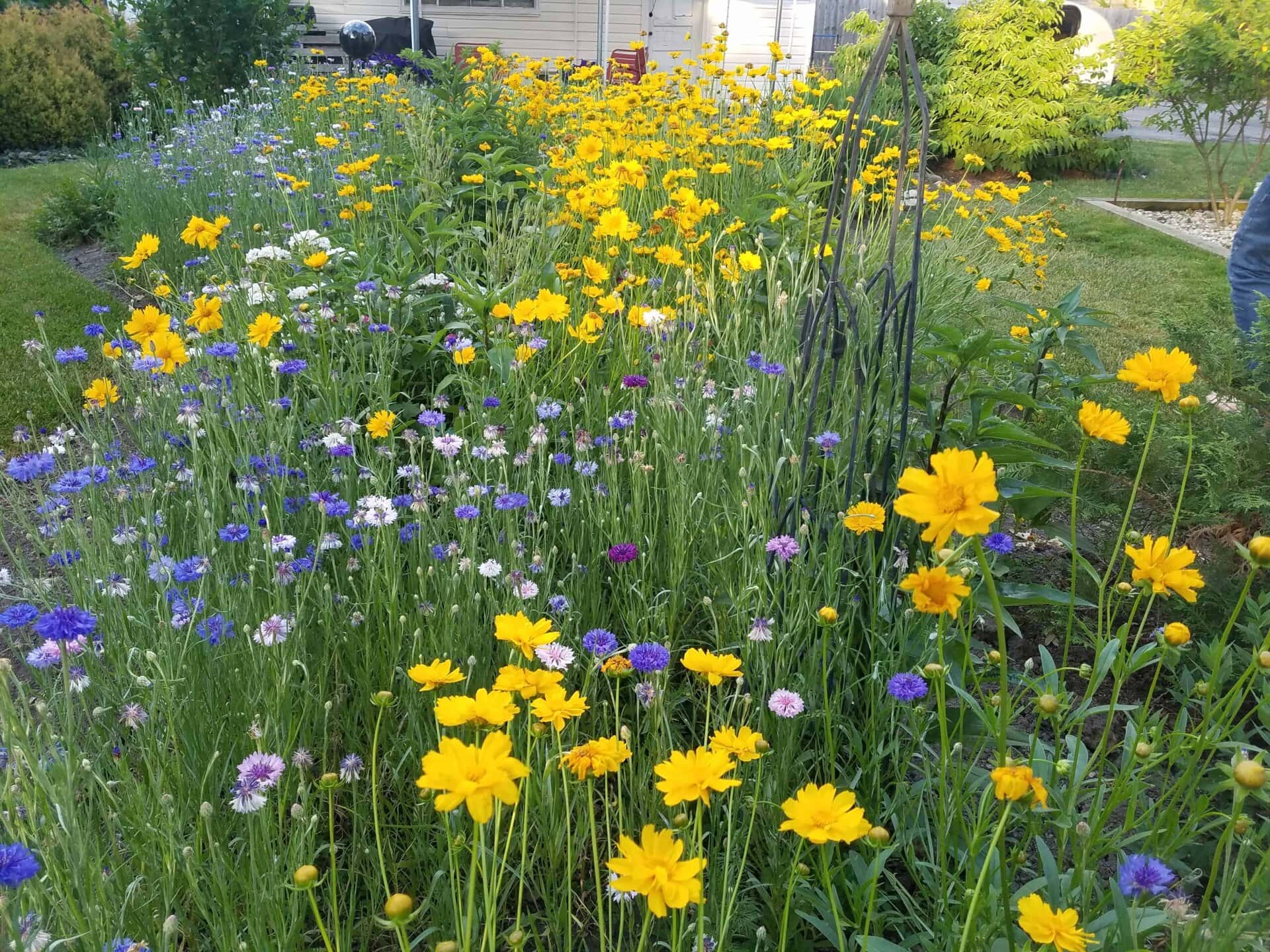 A garden bed is filled with blooming yellow, purple, and white flowers, surrounded by green grass and shrubs on a sunny day.