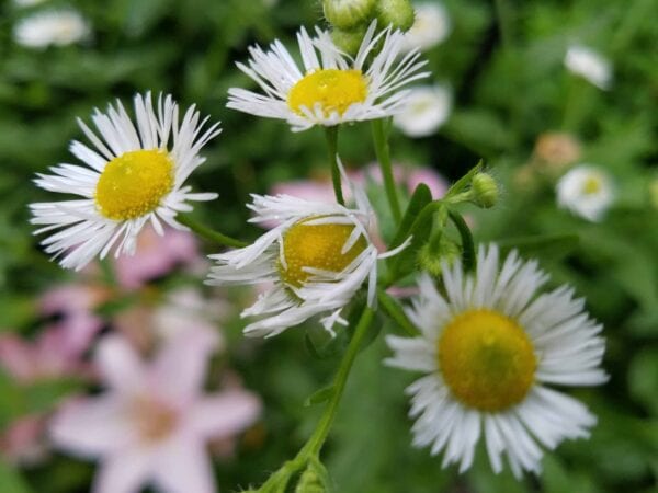 Close-up of small white daisies with yellow centers, set against a blurred green background with hints of pink flowers and foliage.