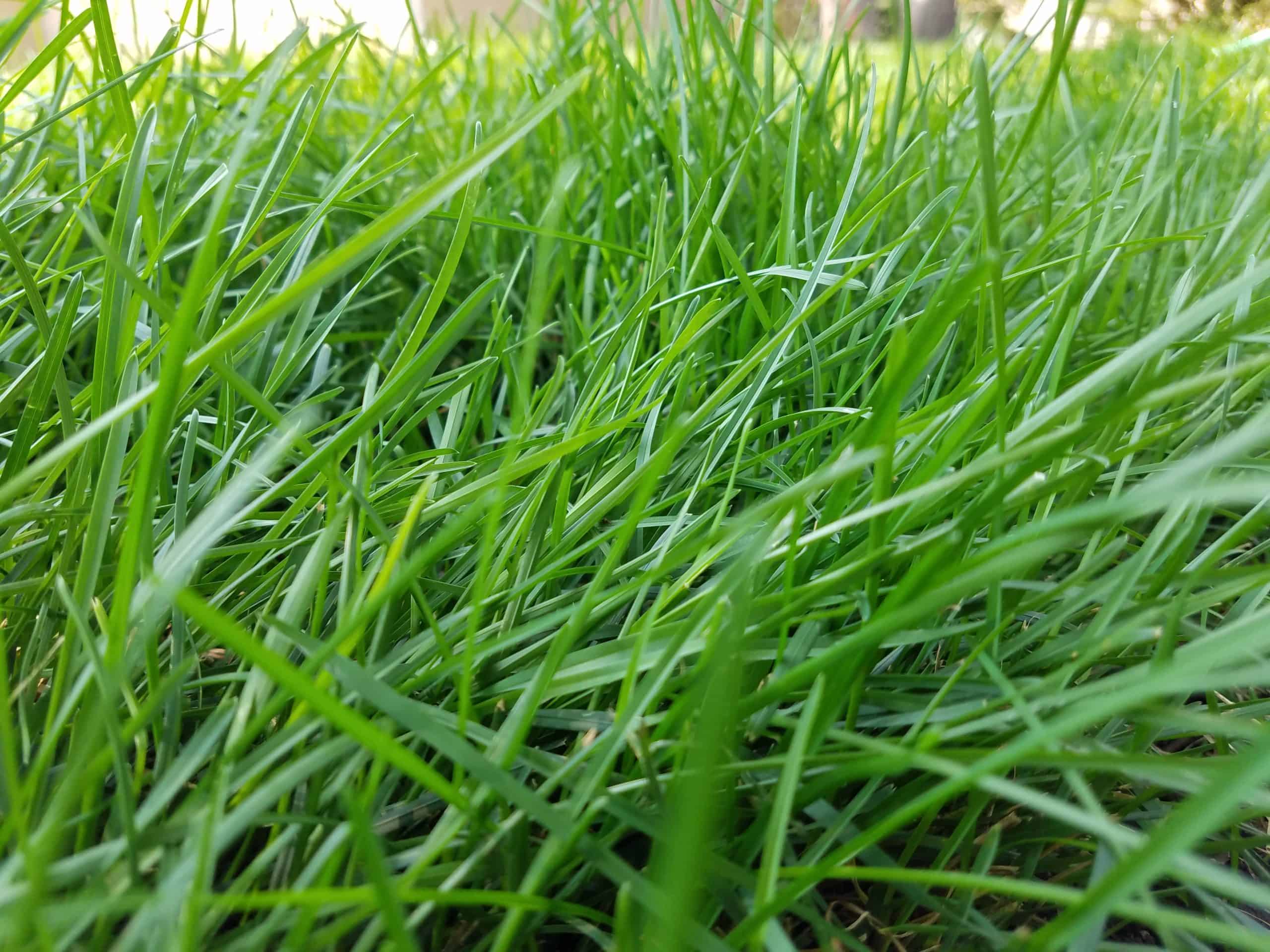 The Value & Benefits of a Healthy, Well Maintained Lawn Sweeney's