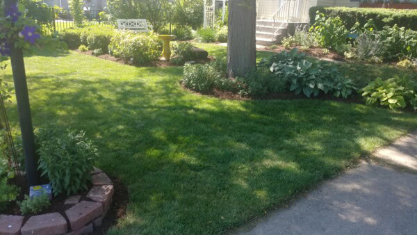 Sunny garden with green grass, a large tree, landscaped flower beds, a yellow bird bath, a white bench, and a pathway leading to a house with stairs in the background.