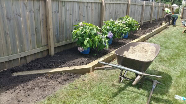 A garden bed by a wooden fence with four potted hydrangeas, a wheelbarrow filled with sand, a shovel, and two people working in the background on a sunny day.
