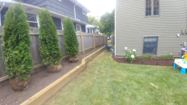 Three trees with wrapped roots are lined up along a fence, next to a freshly mulched garden bed. Theres a green lawn, a hose, and the side of a gray house visible on the right.