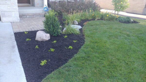 A landscaped front yard with green grass, dark mulch beds, young plants, rocks, and small shrubs near a stone walkway leading to a house entrance.
