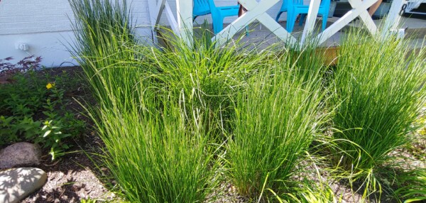 Tall, green ornamental grasses grow closely together in a garden bed near a white fence, with blue chairs visible on a porch in the background. Sunlight highlights the vibrant plants.