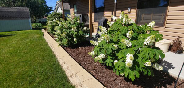 Flowering bushes with large white blooms grow in a mulched garden bed bordered by tan bricks, next to a tan house with a patio and green lawn on a sunny day.