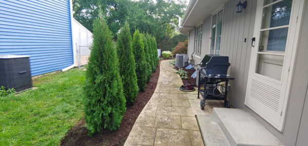 A stone path runs beside a house with gray siding. Tall evergreen trees line the path, separating it from a grassy yard. A grill and coiled hoses are near the house.