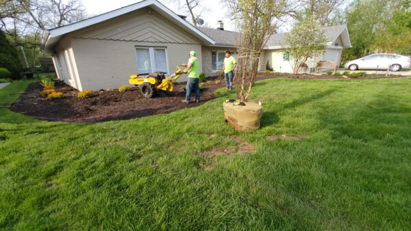 Two people in green shirts use landscaping equipment near a beige house. Fresh mulch covers planting beds, and a small tree wrapped in burlap sits on the grass in the foreground. The scene is outdoors, beside a manicured lawn.