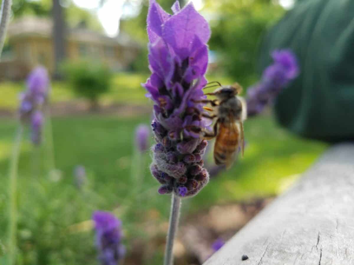 Bee Friendly! It's National Pollinator Week! Sweeney's Custom