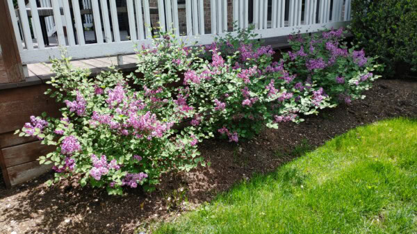Lilac bushes with clusters of light purple flowers grow in a mulched garden bed next to a white railing, with green grass in the foreground.