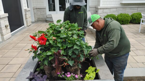 Two people wearing green uniforms are tending to a raised flower bed with hibiscus and other plants in a courtyard area with stone tiles and white buildings in the background.