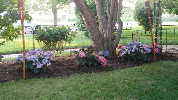 Flower garden with hydrangeas and a tree in the center, bordered by green grass. Two tiki torches stand on either side, and a small gnome statue is near the tree. Bushes and a metal fence are in the background.