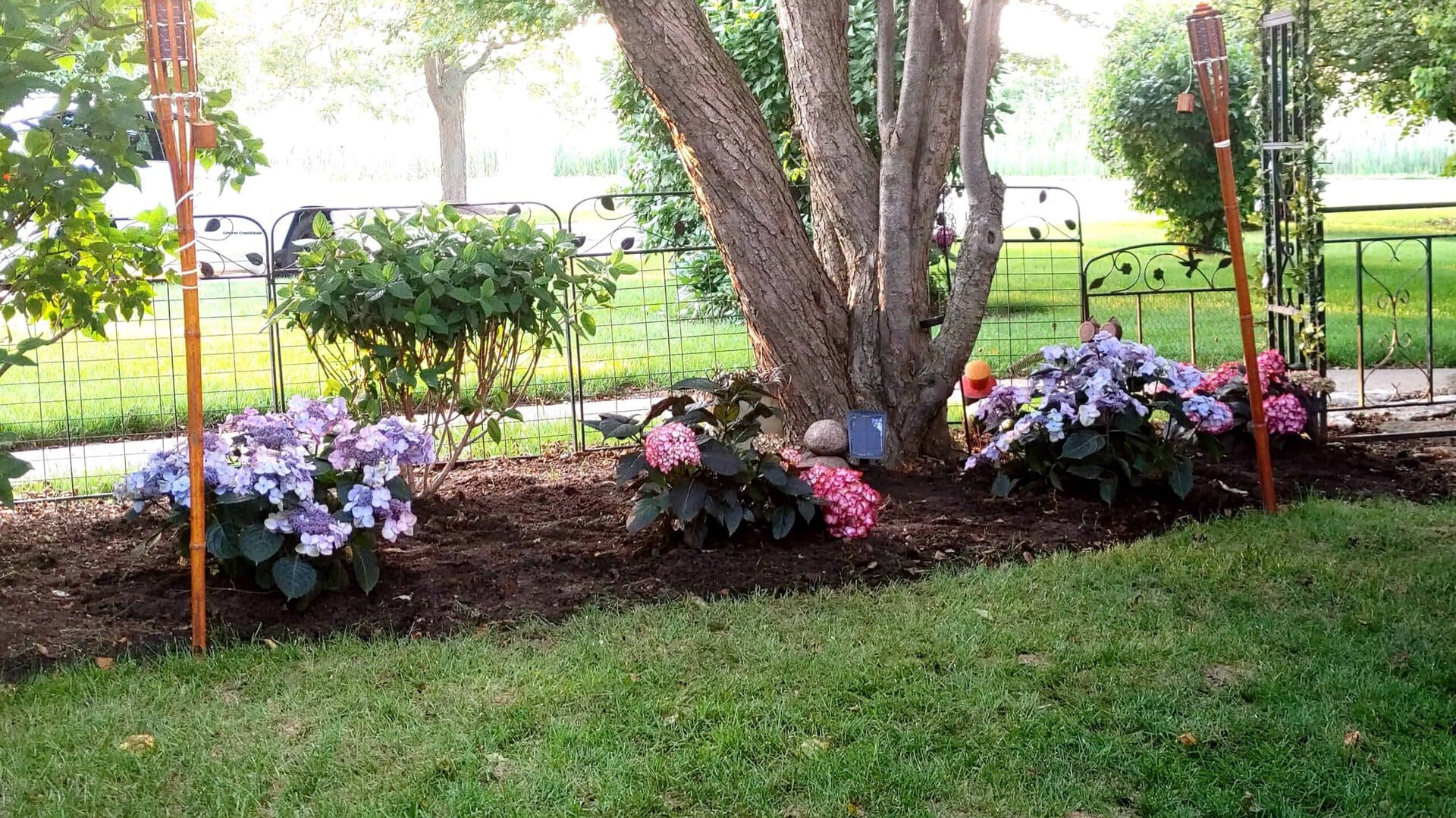 Flowering hydrangea bushes with pink and purple blooms are planted beneath a large tree in a fenced backyard garden, with tiki torches on either side and green grass in the foreground.