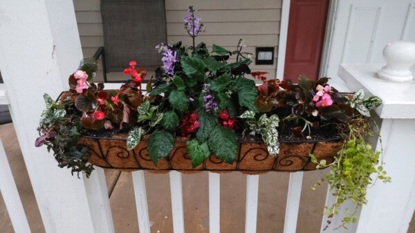 Rectangular planter with pink, red, and purple flowers and green foliage, hanging on a white porch railing. Theres a red door and beige siding in the background. Some plants trail over the edge of the planter.