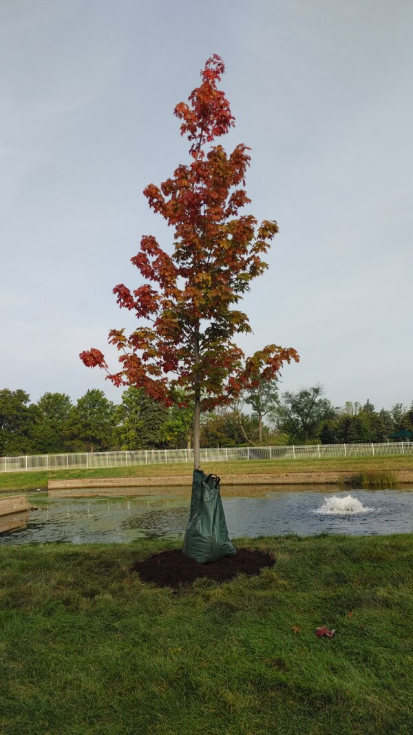 A young tree with red and green leaves stands by a small pond. A green watering bag is wrapped around its base, and the grass nearby is freshly mulched. A white fence and trees are in the background.