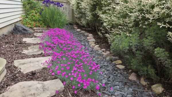 A garden path with stepping stones runs beside a bed of bright pink flowers, green bushes, purple irises, and a variety of rocks and mulch along a fenced yard.
