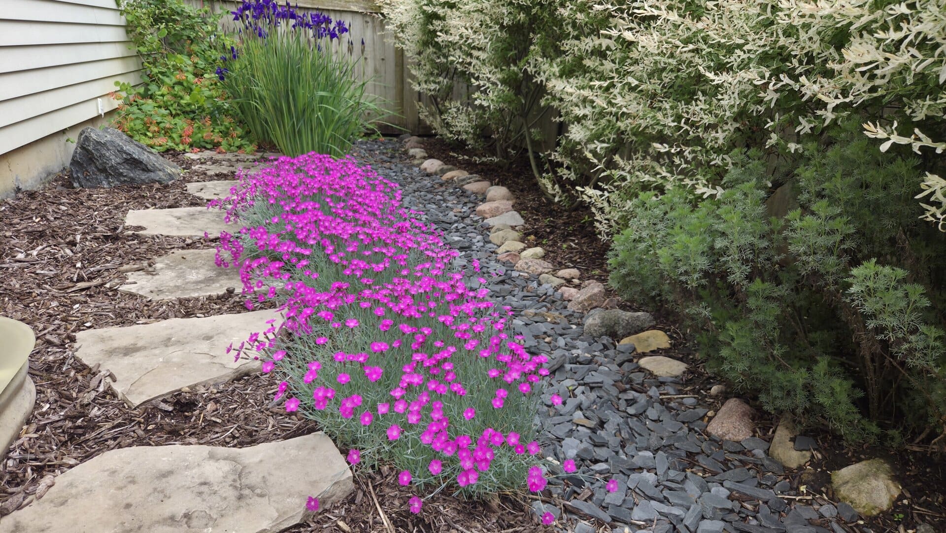 A garden path with stepping stones runs beside a bed of bright pink flowers, green bushes, purple irises, and a variety of rocks and mulch along a fenced yard.