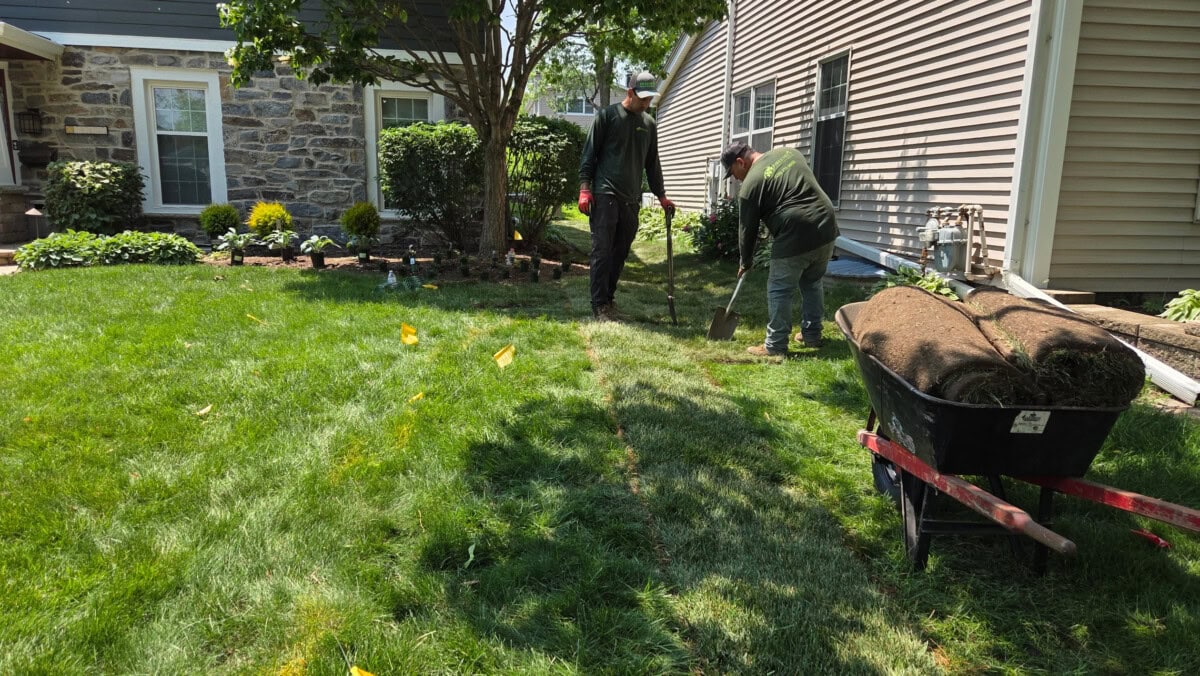 Two people lay sod in a backyard, using shovels near a house. Rolled sod sits in a wheelbarrow on the grass. Shrubs and mulch beds line the edge of the lawn near a stone and siding house.