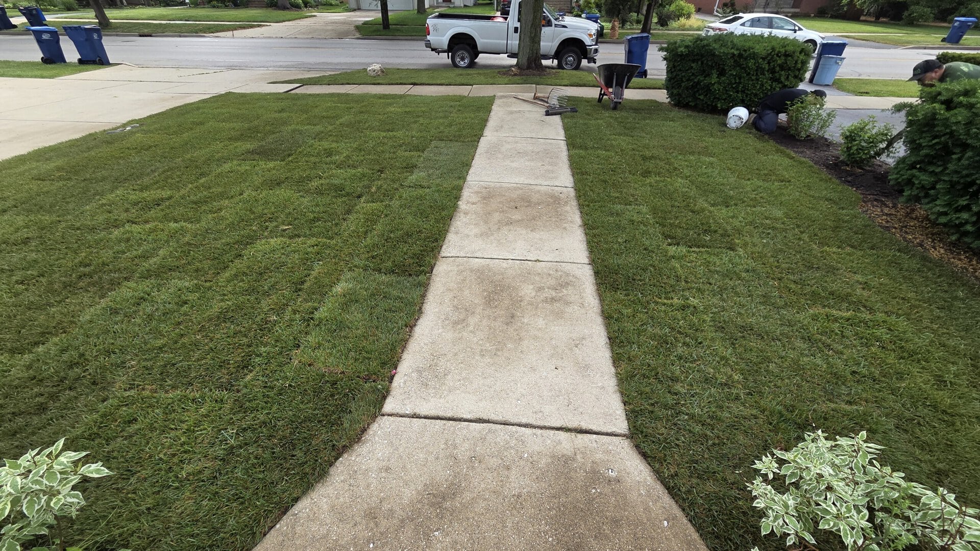 A freshly-laid sod lawn surrounds a concrete walkway. A person works near bushes on the right, tools and a wheelbarrow nearby. A white truck and blue bins are visible at the curb on a rainy street.