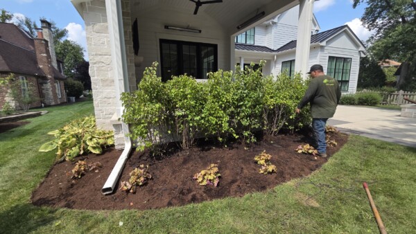 A person in a green shirt is gardening, spreading mulch around bushes and plants next to a white house with a covered patio.