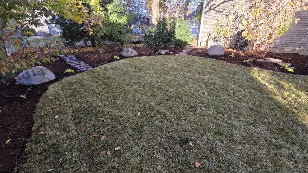 A circular patch of green grass surrounded by mulch, rocks, small plants, and trees with a house on the right side, in a sunny garden.