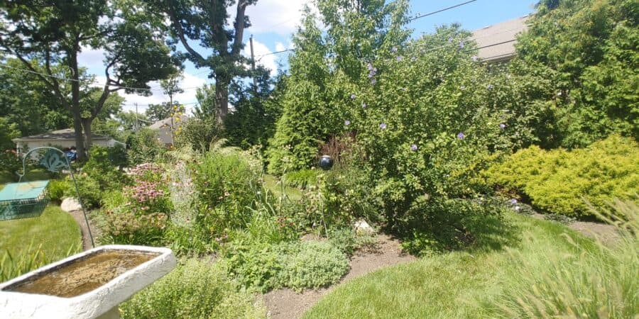 Sweeney's Custom Landscaping backyard landscaping image with pollinator friendly plants.