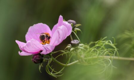 Pink flower with a bee in it collecting pollen.