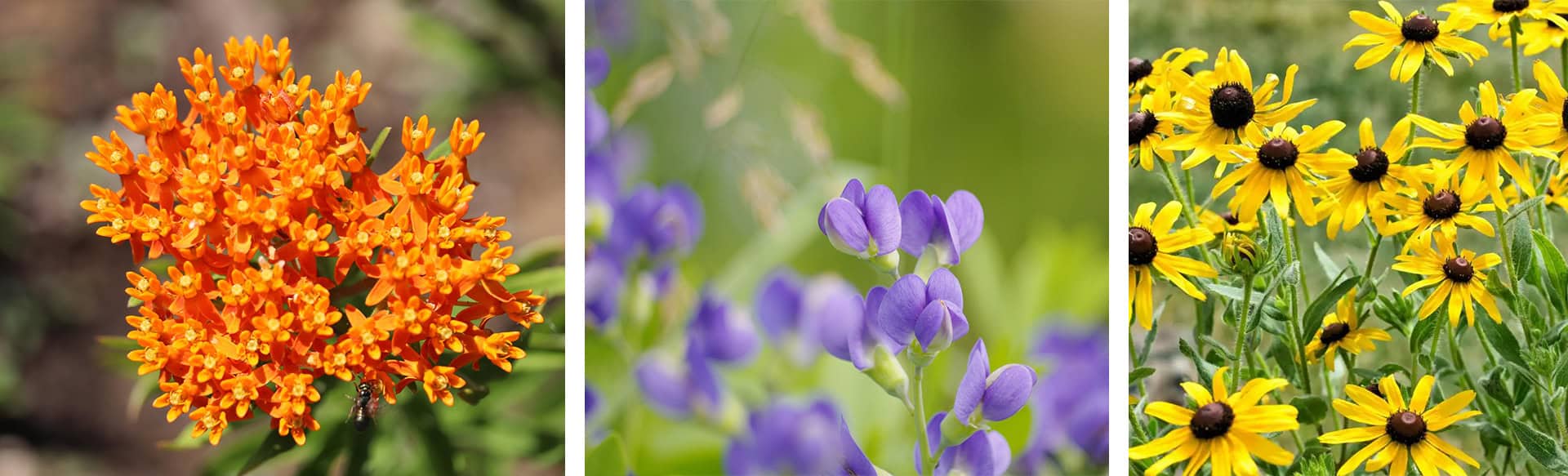 Three types of flowers; Butterfly Weed, False Indigo, Yellow Coneflower.