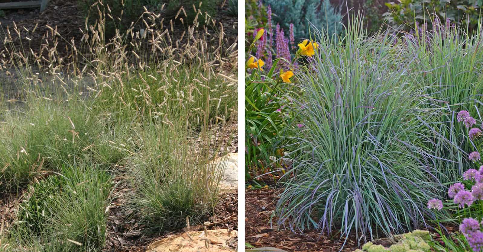 Image of two types of grasses; Blue Grama and Little Bluestem
