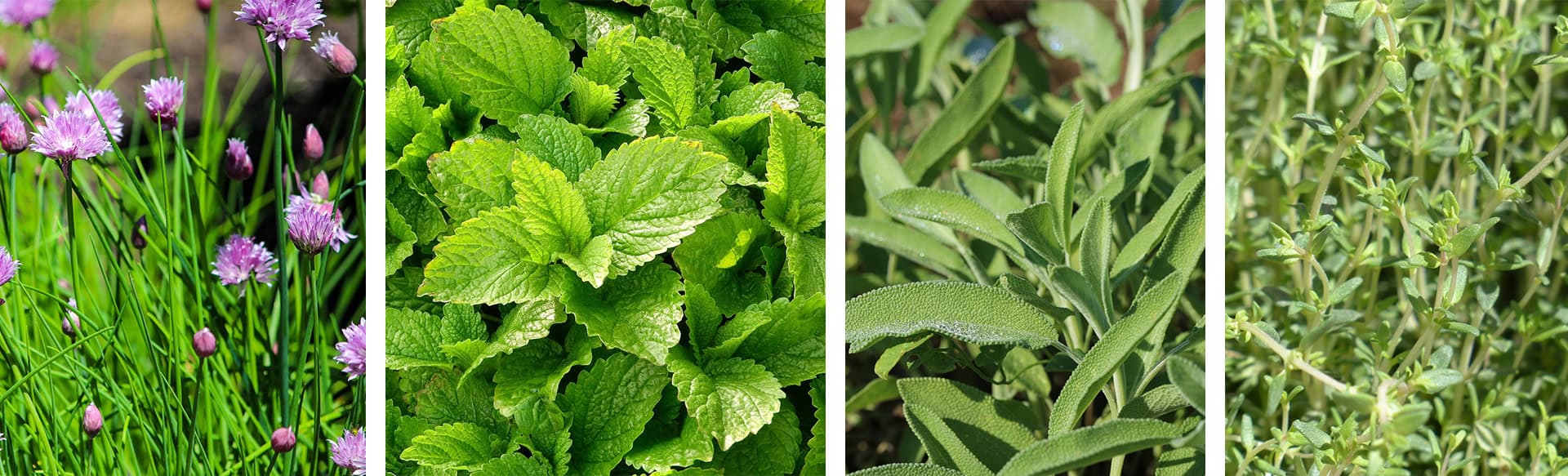 Image of four types of herbs; Chives, Lemon Balm, Sage, and Thyme.