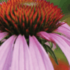 Purple Coneflower