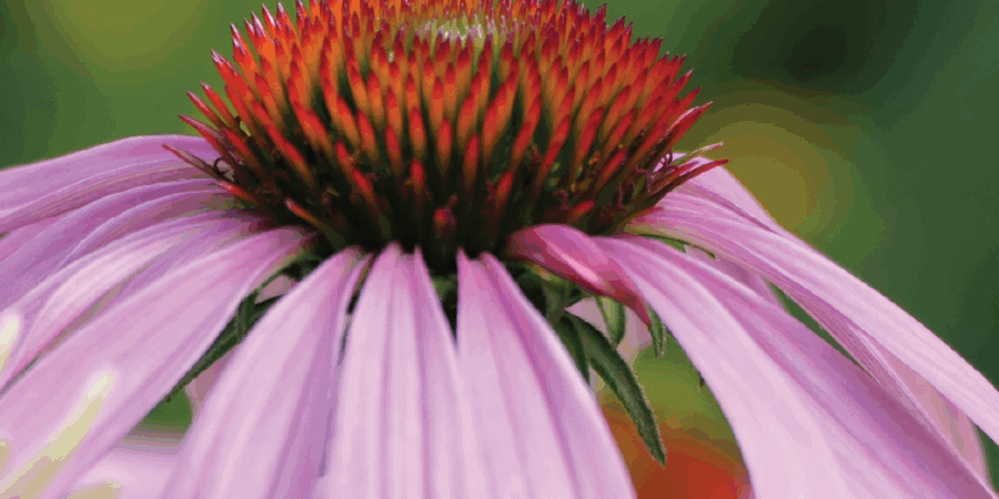Purple Coneflower