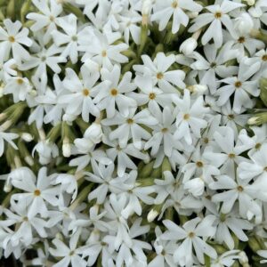Cluster of small white flowers with yellow centers and narrow petals, densely packed and surrounded by green stems and buds.