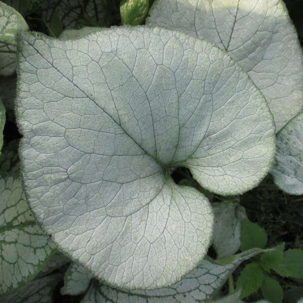 Large, heart-shaped leaf with a silvery surface and dark green veins, surrounded by other similar leaves. The texture and vein pattern are prominent.