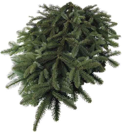 A bundle of green, dense fir tree branches with short, needle-like leaves, overlapping and fanning out against a white background.