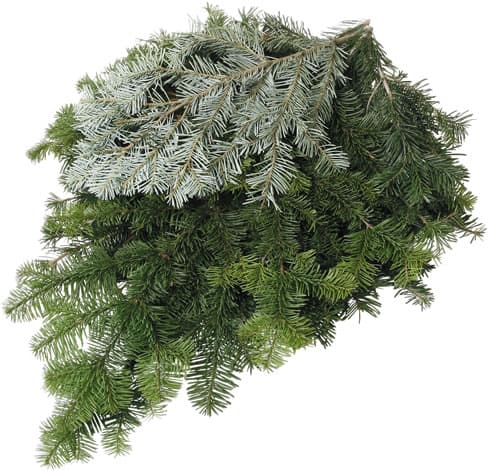A bundle of evergreen pine branches, some with dark green needles and others with a silvery-blue tint, arranged on a white background.
