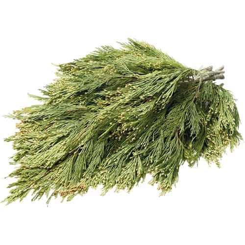 A bundle of fresh green cedar branches with thin, needle-like leaves, fanned out and overlapping on a white background.
