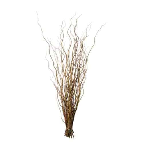 A bundle of thin, curly, dried branches standing upright against a plain white background.