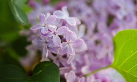 Close-up of light purple lilac flowers surrounded by green leaves, with soft petals and blurred background for a gentle, natural feel.