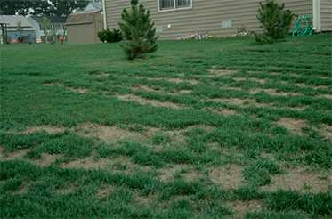 A patchy lawn with irregular brown and green areas, showing signs of dead or dying grass in front of a tan house with small trees and a shed in the background.
