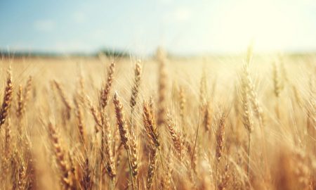 A close-up view of golden wheat stalks in a sunlit field, with sunlight creating a warm, glowing atmosphere. The sky is partly visible in the background.