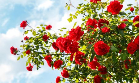 A bush with vibrant red roses and green leaves grows against a bright blue sky with some clouds.