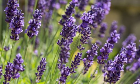 Close-up of vibrant purple lavender flowers blooming on green stems, with a soft, blurred background.