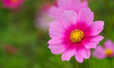 A close-up of a vibrant pink flower with a yellow center, set against a blurred green background with hints of other pink flowers.