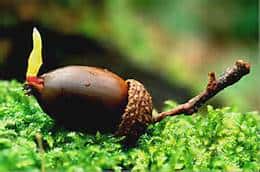 A brown acorn with its cap attached is sprouting a small yellow-green shoot, lying on a bed of green moss.