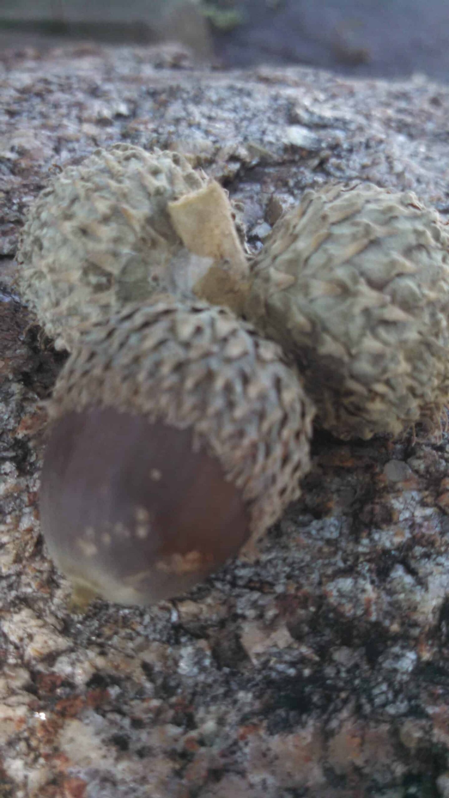 Close-up of three acorns, two with spiky beige caps and one with a smooth brown nut showing, resting on a rough, textured surface.